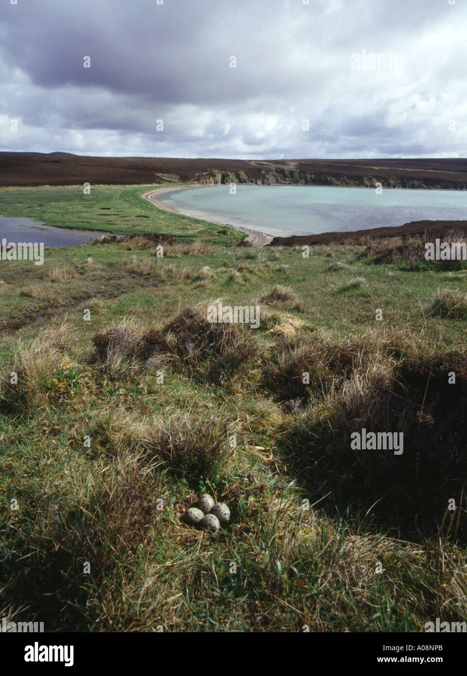dh Oystercatcher WADERS UK Nest of Oyster catchers eggs Waulkmill Bay Orphir Orkney Stock Photo