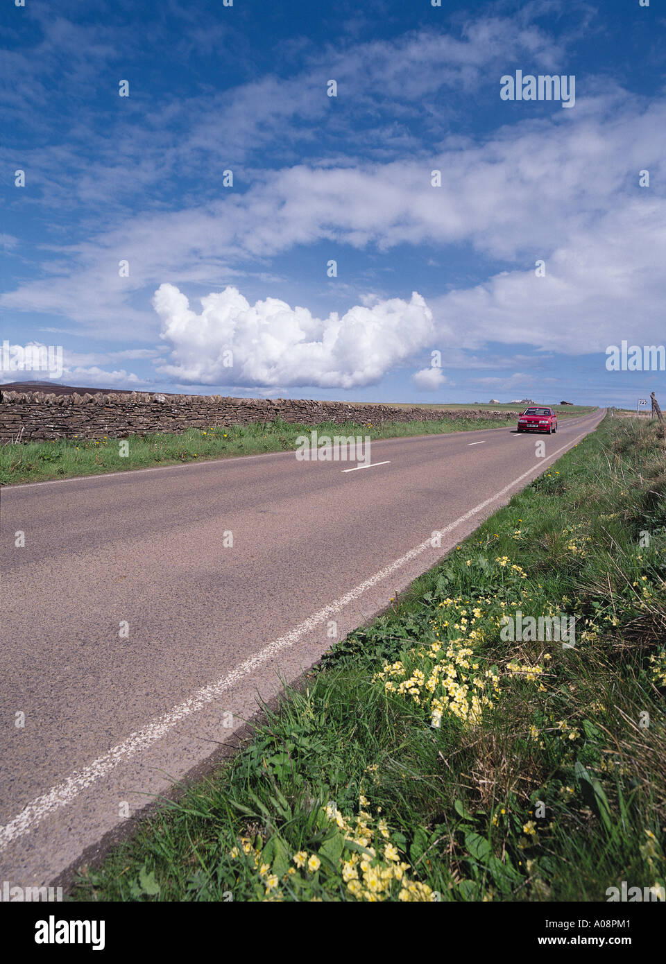 dh Hobbister ORPHIR ORKNEY Hobbister hill road car and Primorses Primula Vulgaris Stock Photo