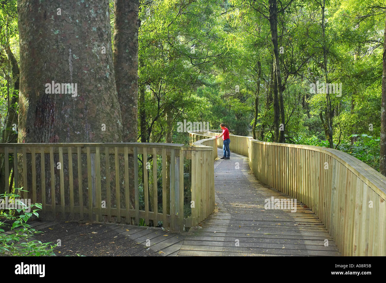 Kauri Tree and Boardwalk A H Reed Memorial Kauri Park Whangarei