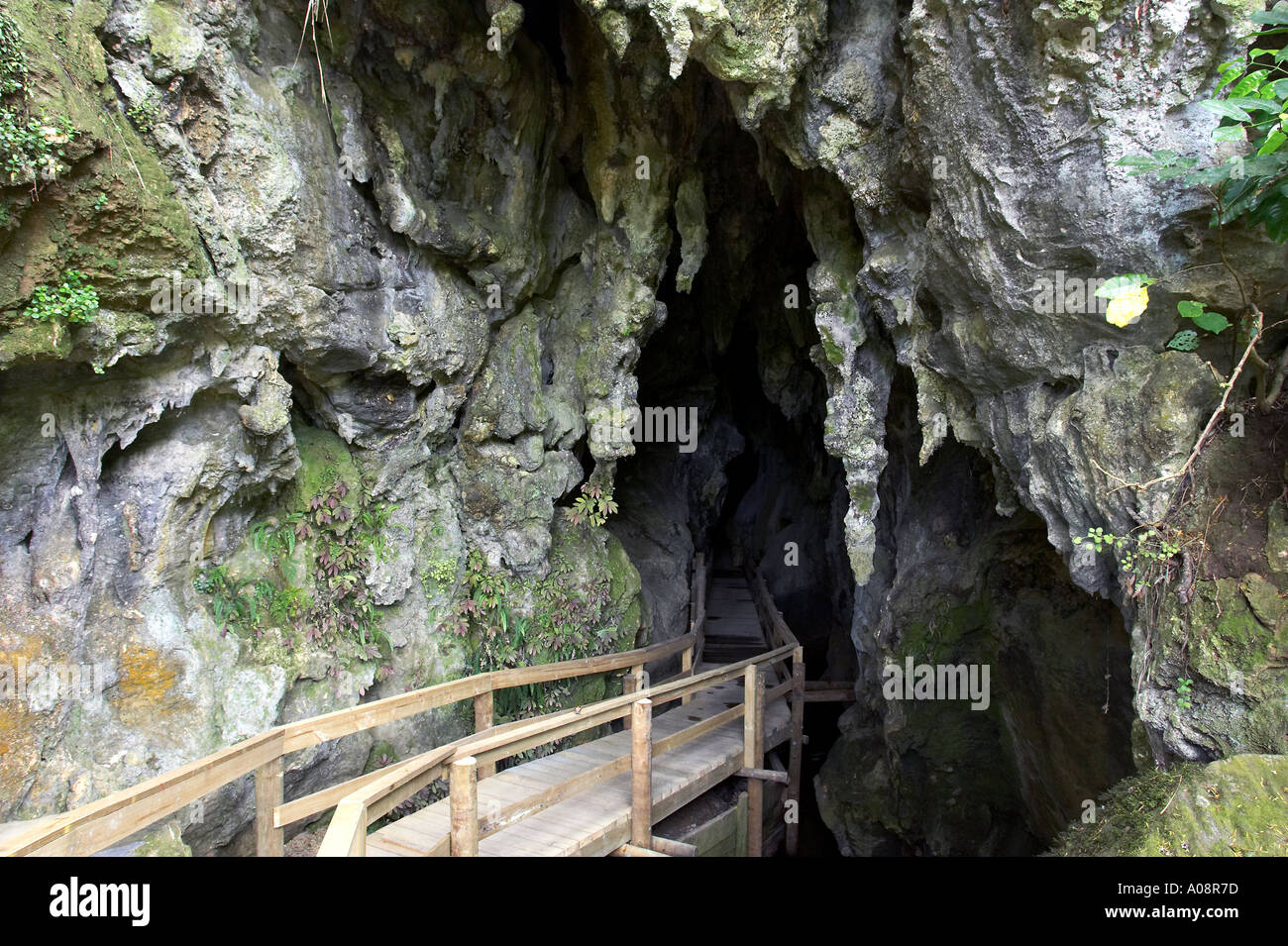 Kawiti Glow Worm Caves near Kawakawa Northland New Zealand Stock Photo