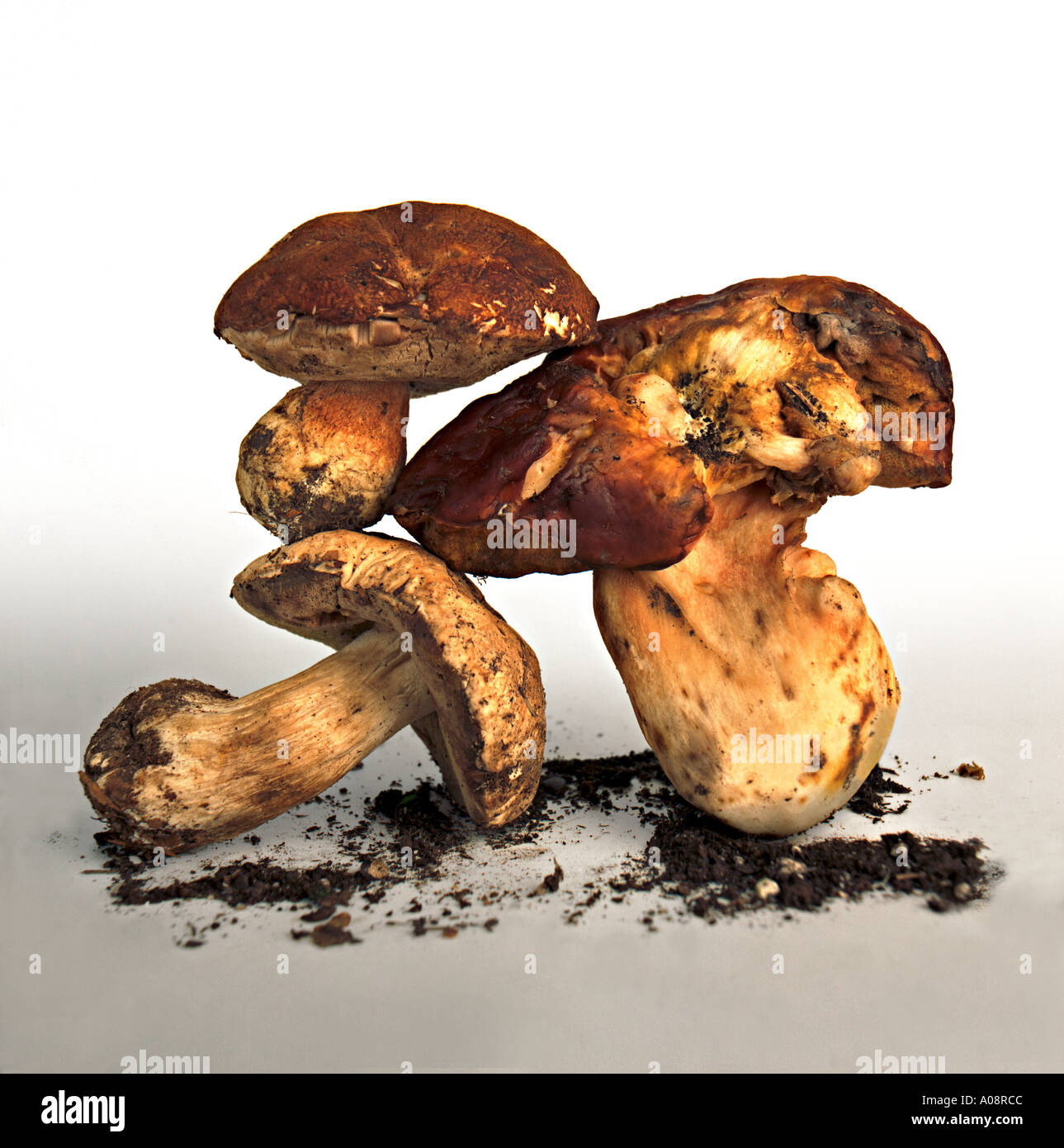 Three mushrooms Stock Photo