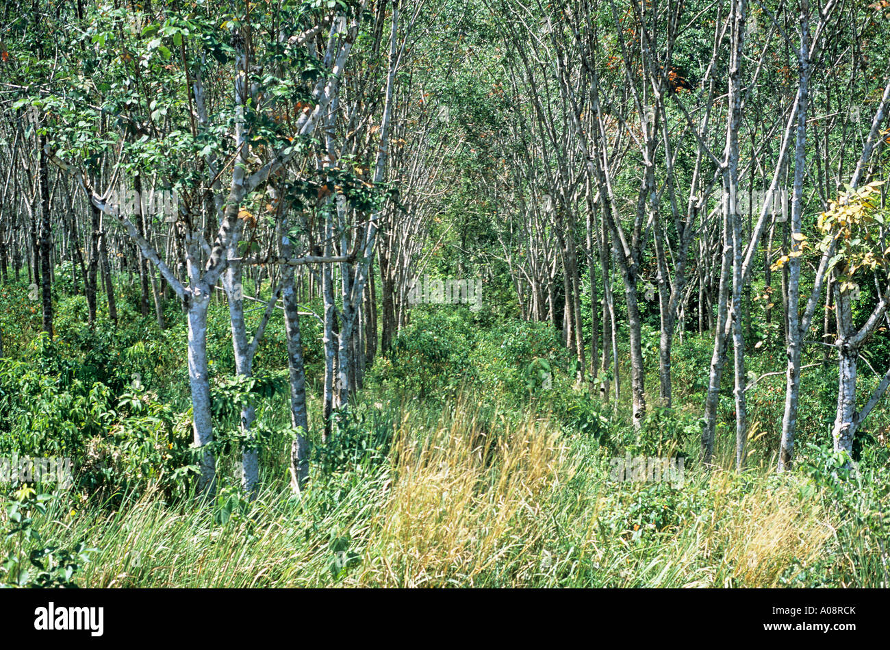 Rubber trees growing in Trang Stock Photo Alamy