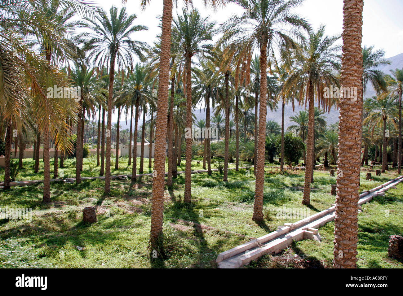 Palmen Plantage in Rustaq, Sultanat Oman palm tree plantation near Rustaq Stock Photo Alamy