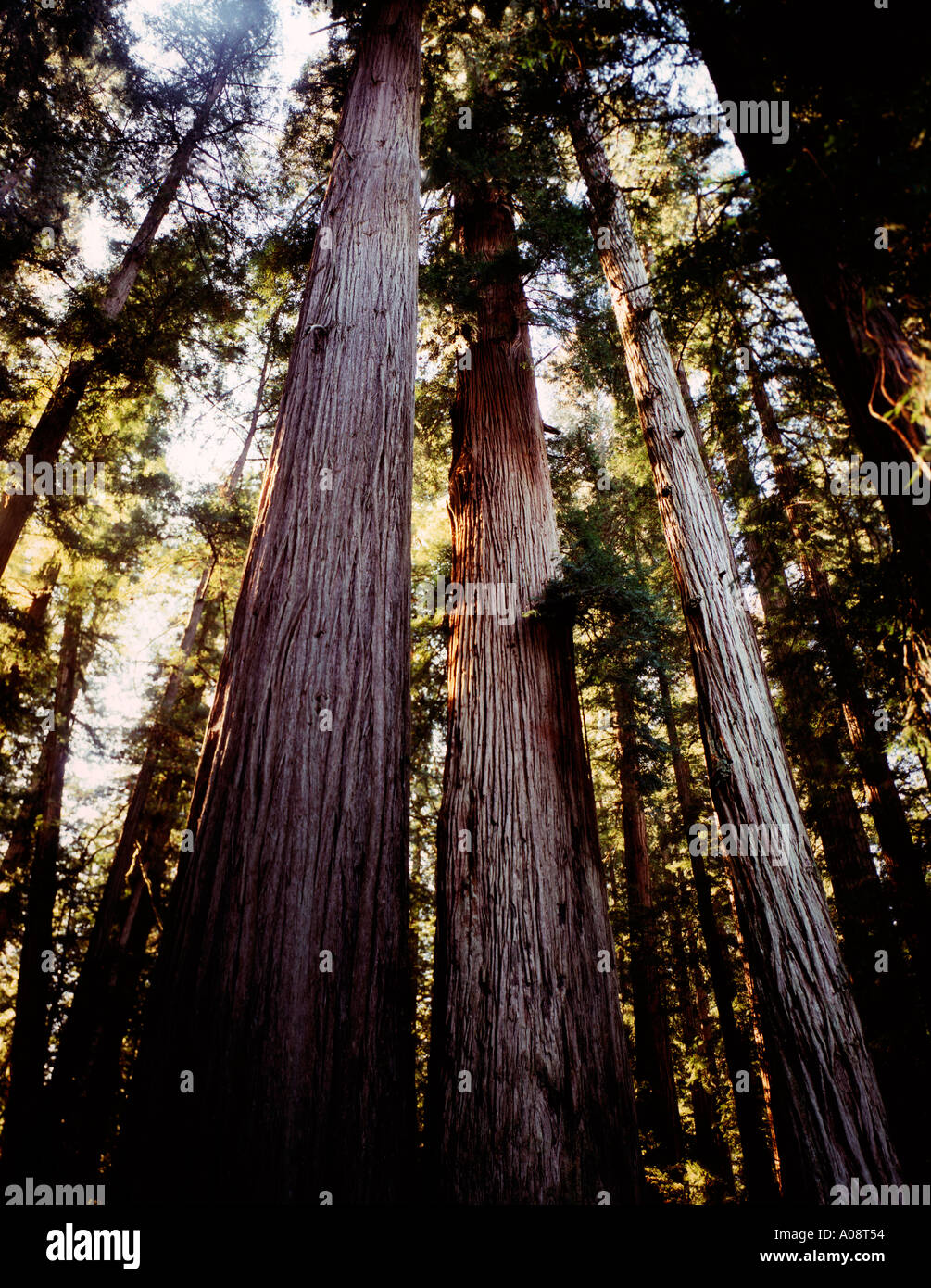 Looking upward at the big trees in Redwood National Park in Northern