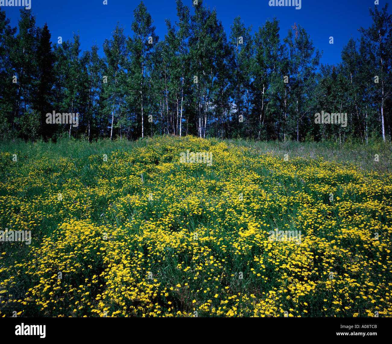 Green meadow yellow wildflowers hi-res stock photography and images - Alamy