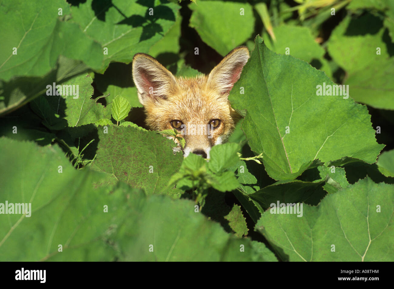 red fox in shrubbery / Vulpes vulpes Stock Photo