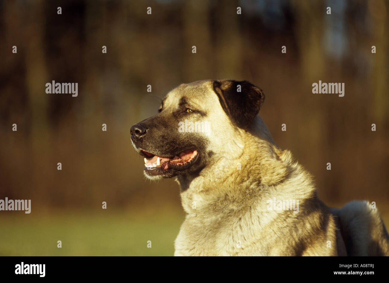 Kangal dog - portrait Stock Photo