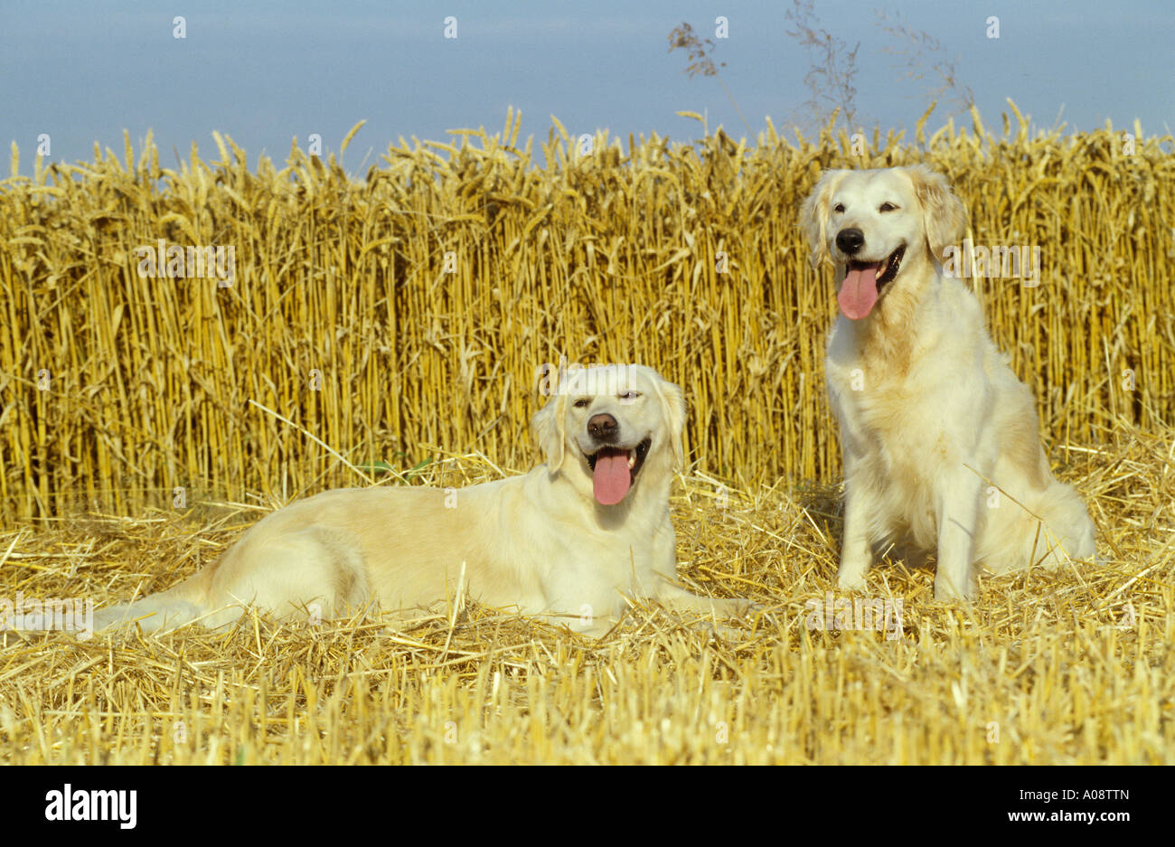 Golden Retriever. Two adult dogs in front of corn field Stock Photo - Alamy