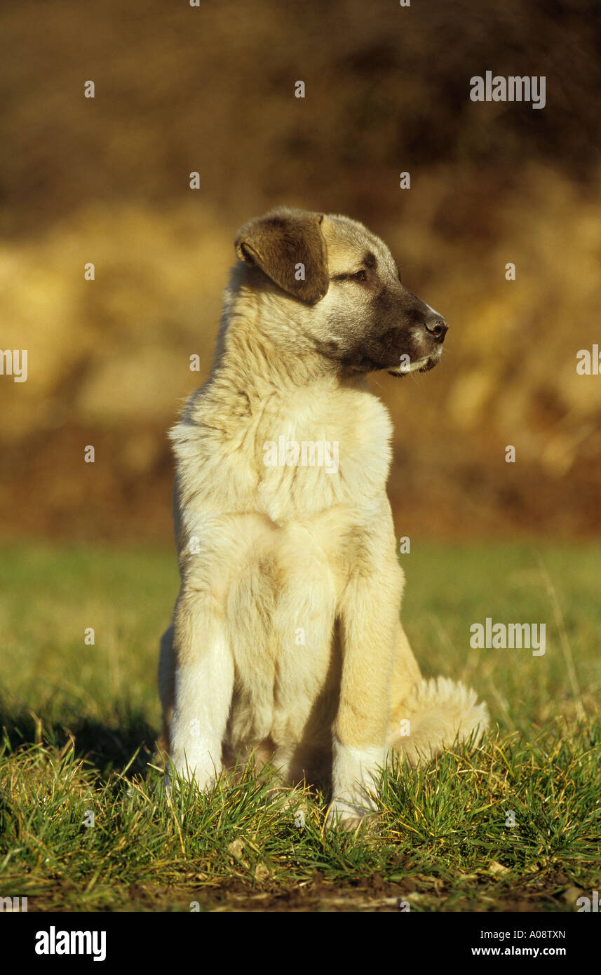 Kangal dog - on meadow Stock Photo
