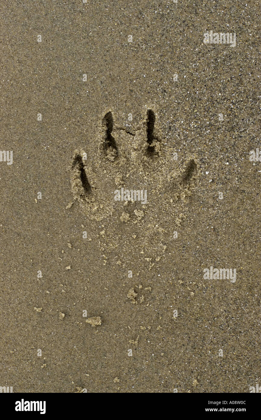 Human footprints dog paw prints hi-res stock photography and images - Alamy