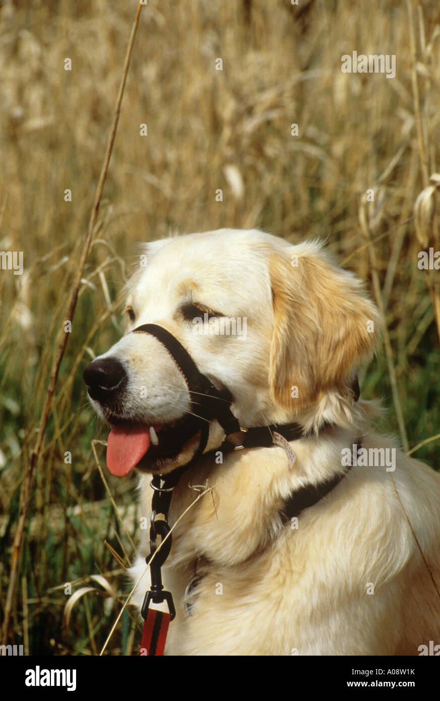 Halti head collar hires stock photography and images Alamy