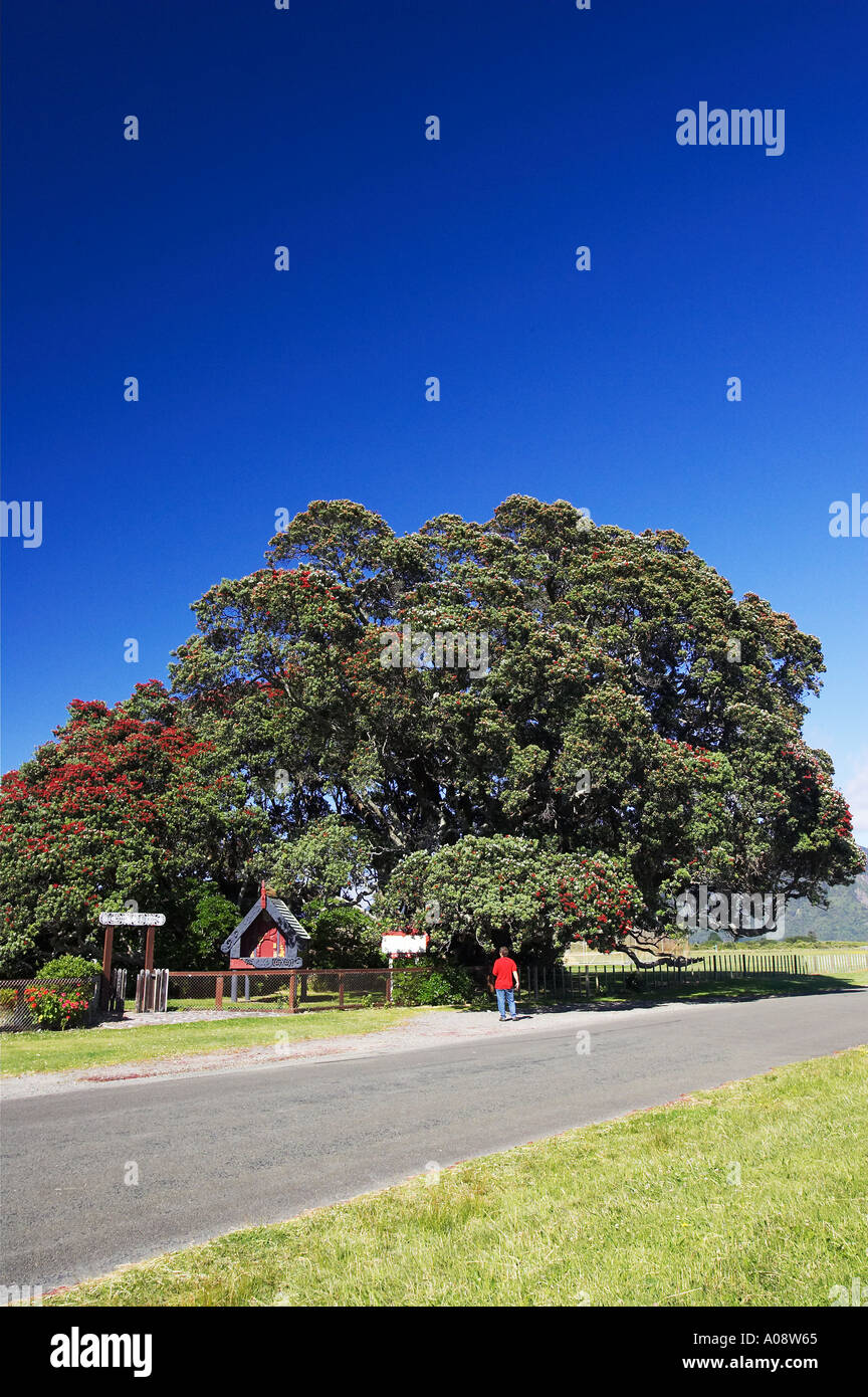 New Zealands largest Pohutukawa Tree Te Araroa Eastland New Zealand Stock Photo