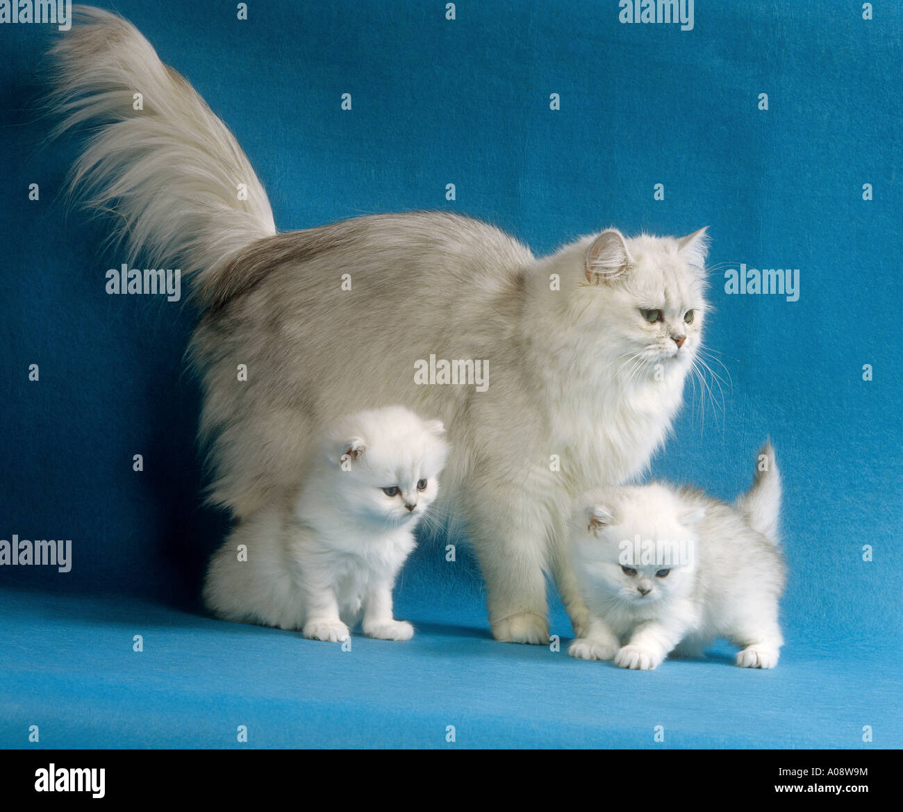 Persian cat ( silver-ahded ) with 2 kittens - cut out Stock Photo