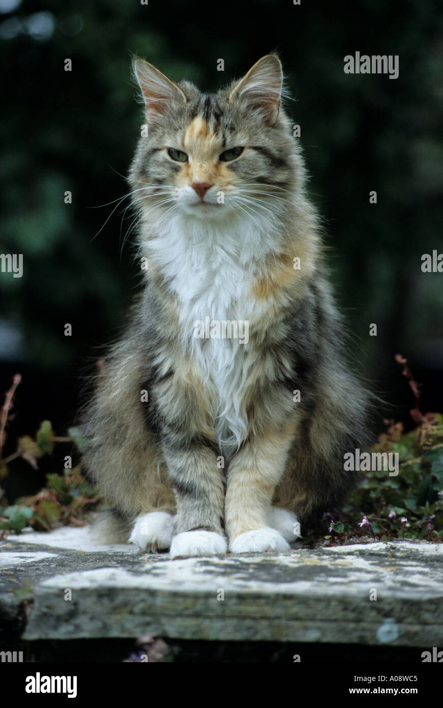 Marmalade Tabby cat sitting on a wall Stock Photo Alamy
