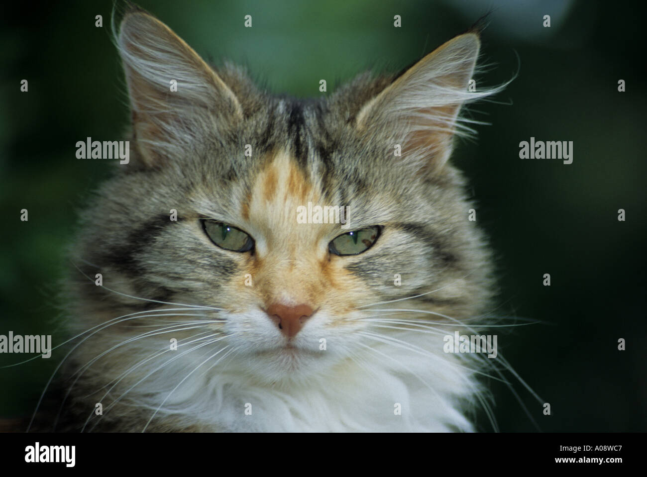 Head image of marmalade tabby cat Stock Photo Alamy