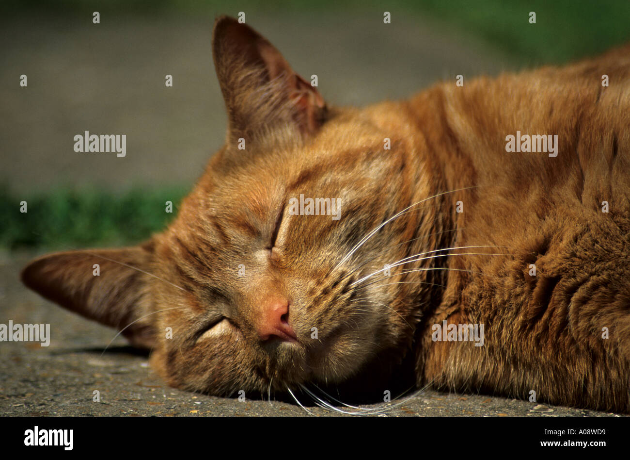 Ginger tabby cat sleeping in the sun. Stock Photo