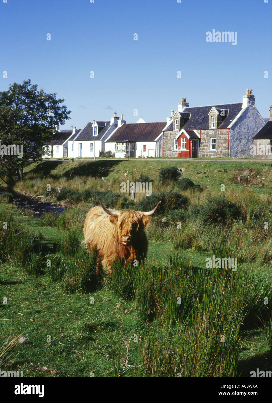 Dh Duirinish Ross Cromarty Highland Cow Cattle Cottages In Village