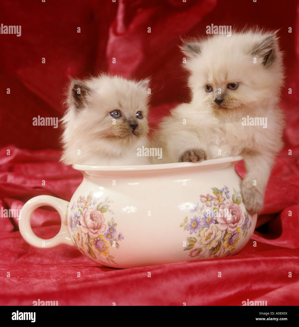 Persian cat. Colourpoint kittens in a chamber pot Stock Photo