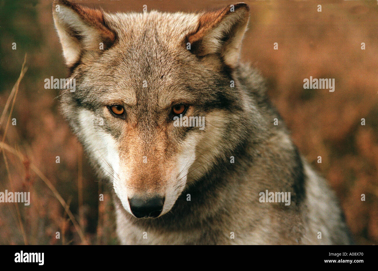 Timber wolf, full face view Stock Photo