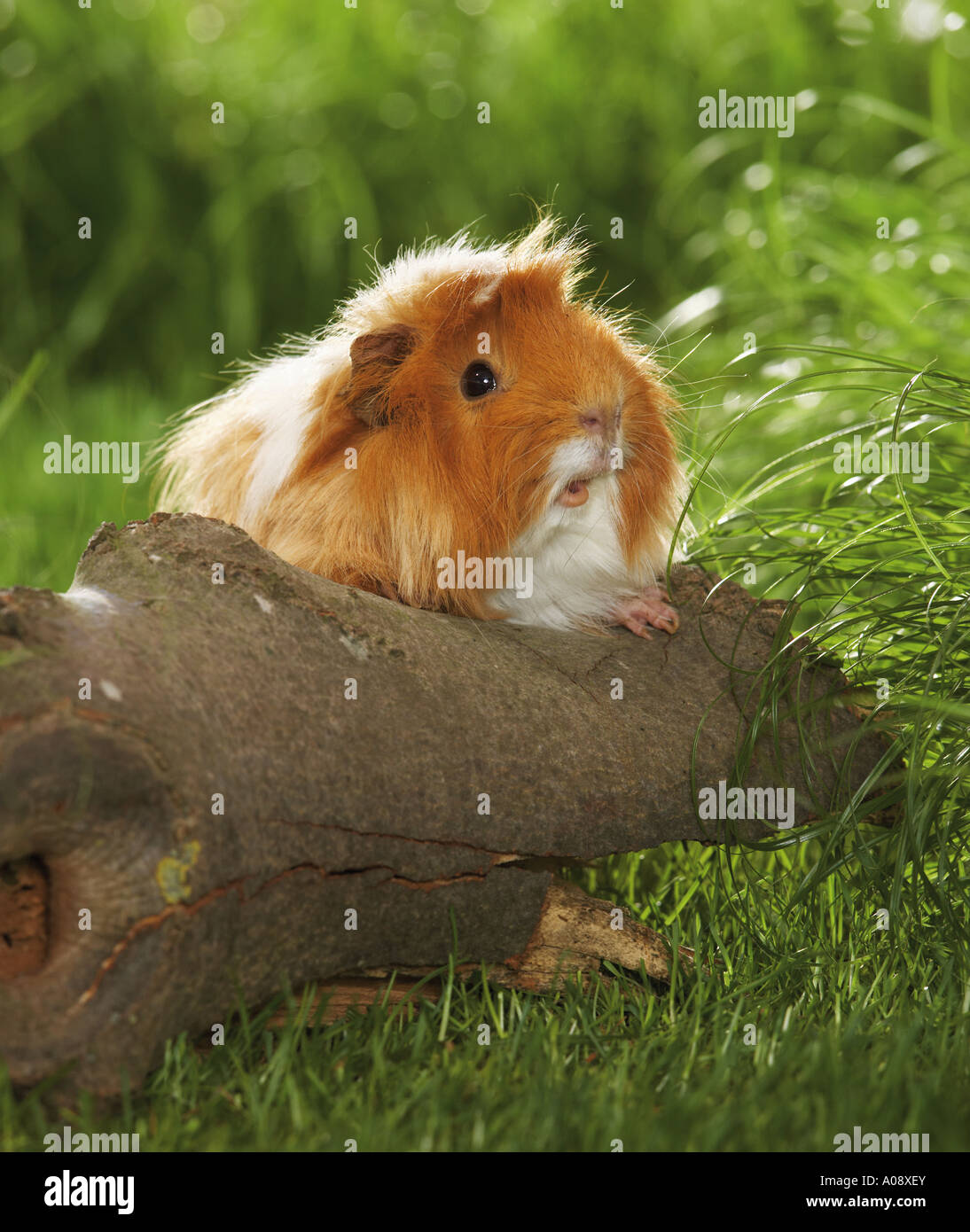 Sheltie guinea pig at branch Stock Photo