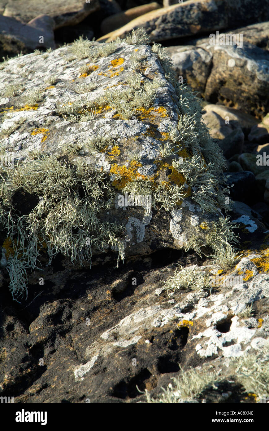dh  LICHEN FLORA Lichen on seashore rock Lichina confinis Xanthoria parietina Lecanora Stock Photo