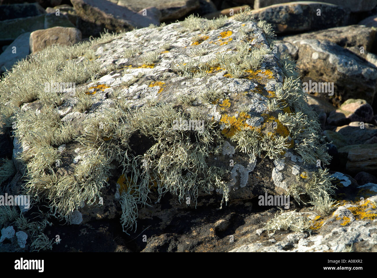 dh  LICHEN FLORA Lichen on seashore rock Lichina confinis Xanthoria parietina Lecanora Stock Photo