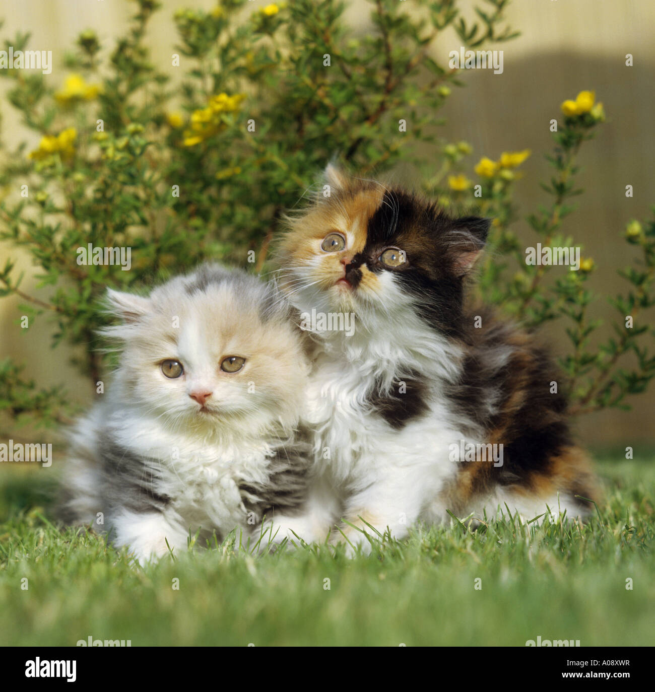 2 Persian kittens on meadow Stock Photo Alamy
