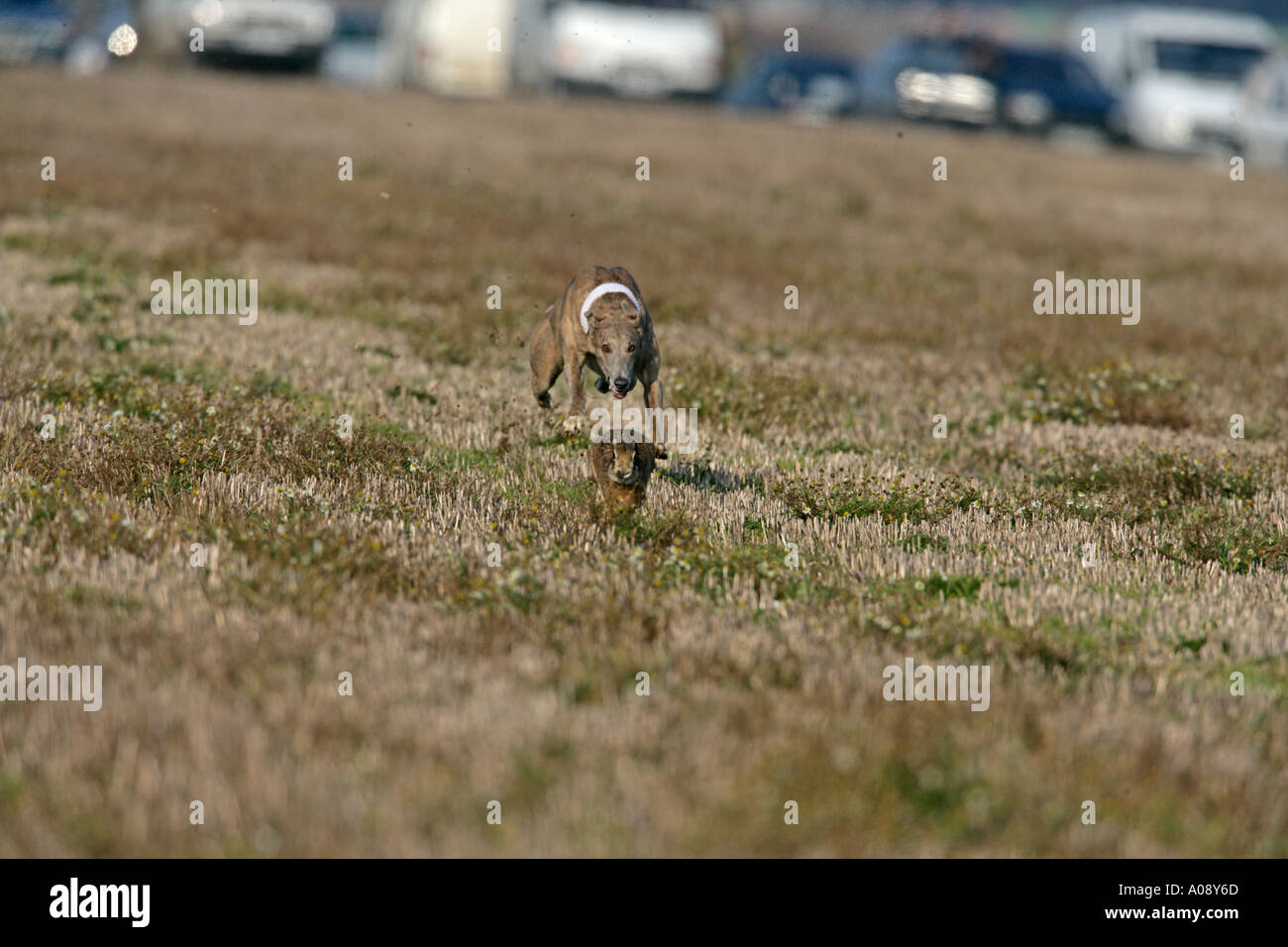 BROWN HARE Lepus europaeus hare coursing event Stock Photo Alamy BROWN HARE Lepus europaeus hare coursing event Stock Photo Alamy