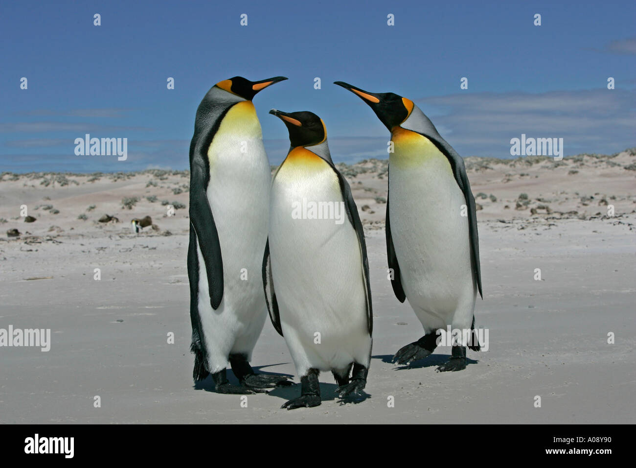 KING PENGUIN Aptenodytes patagonicus Stock Photo