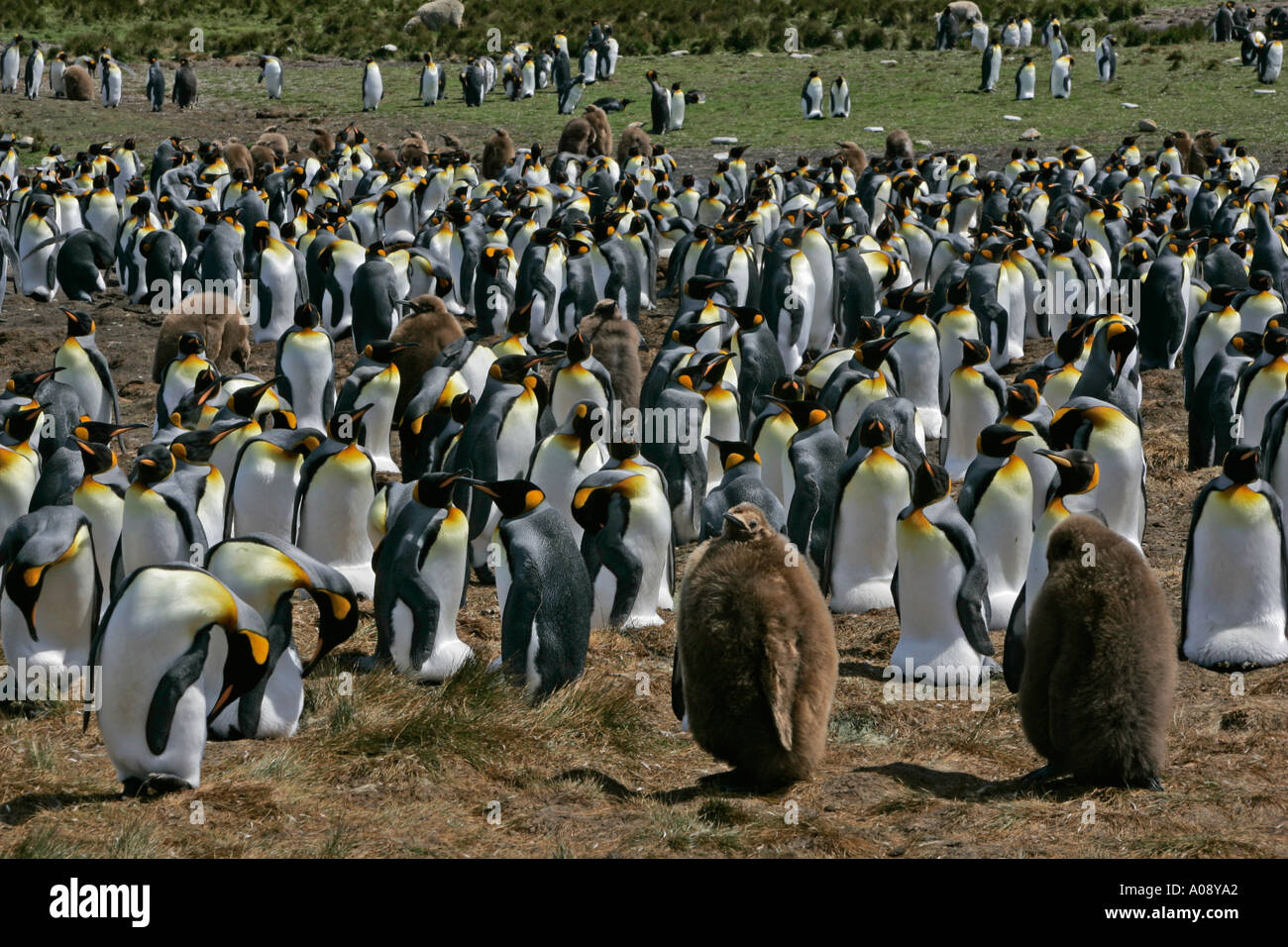 KING PENGUIN Aptenodytes patagonicus Stock Photo