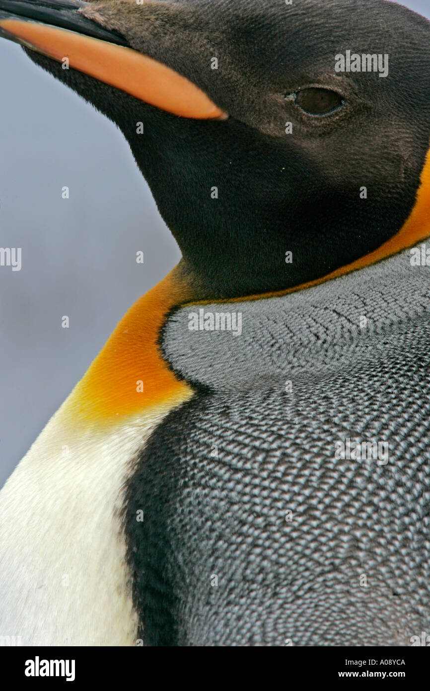 KING PENGUIN Aptenodytes patagonicus Stock Photo