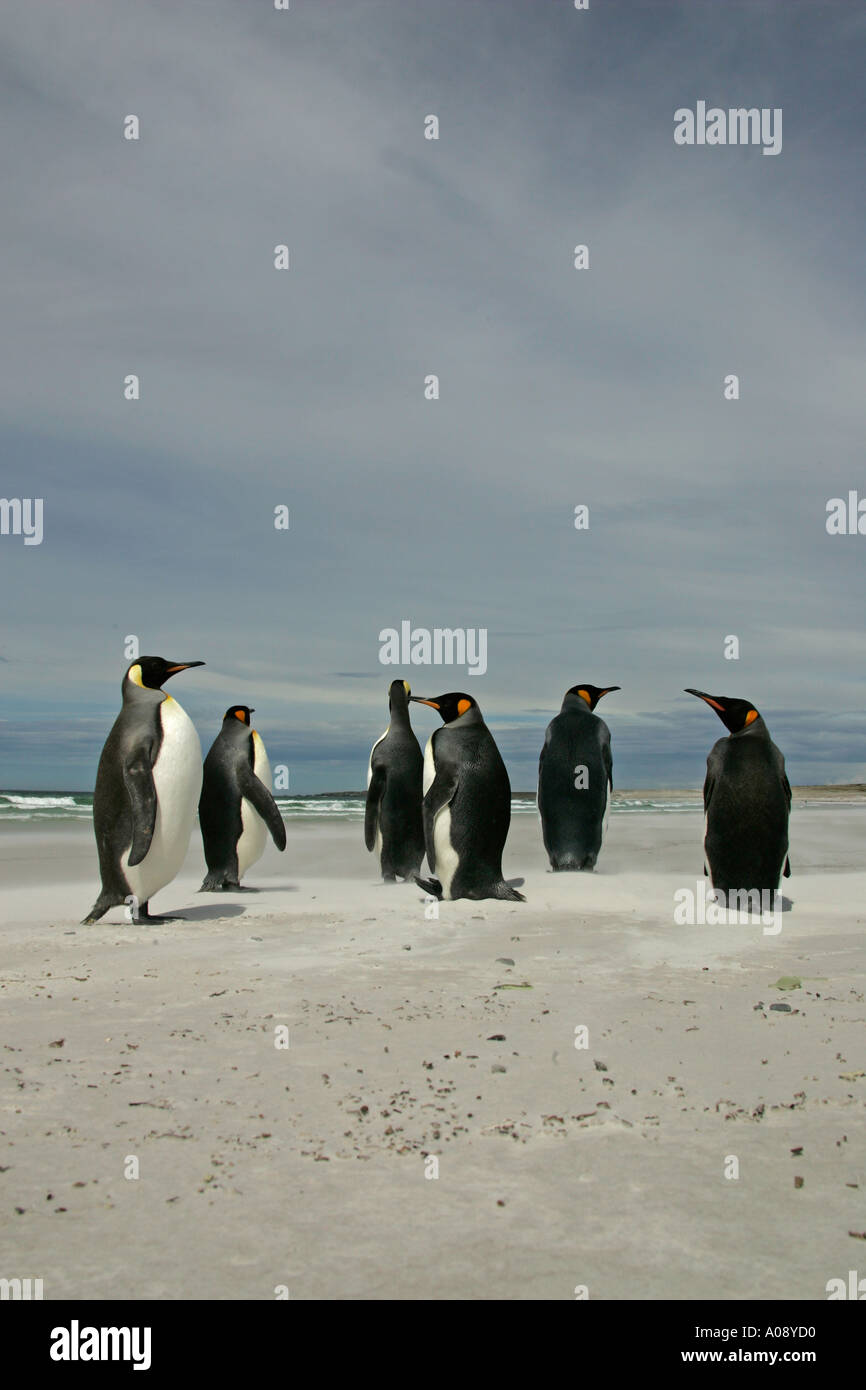 KING PENGUIN Aptenodytes patagonicus Stock Photo