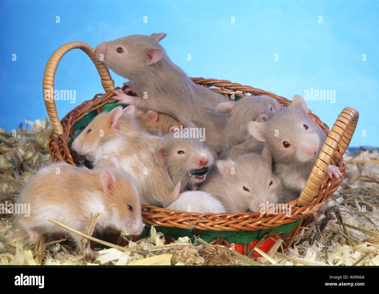 golden hamster adolescent group in a basket Stock Photo Alamy