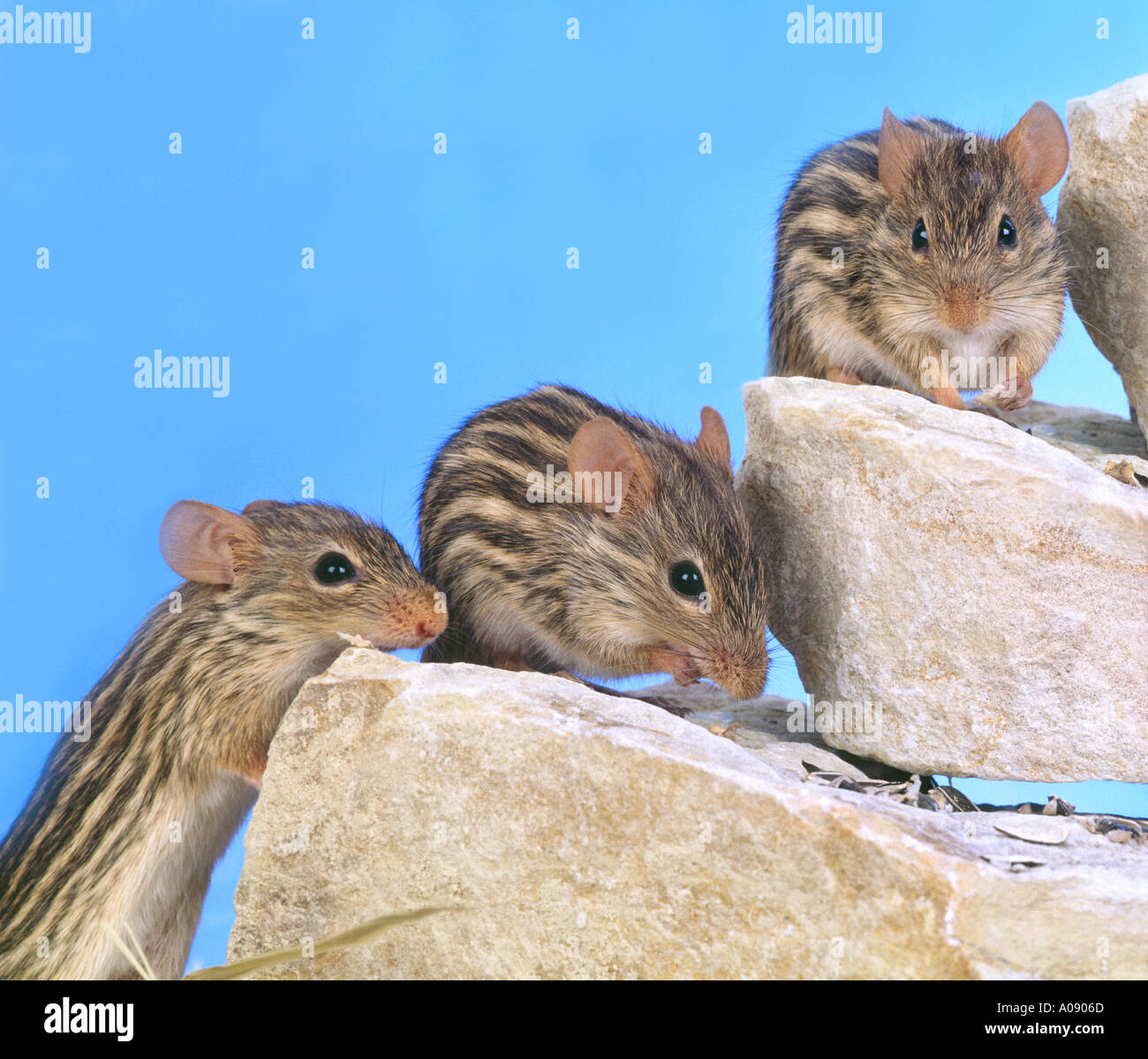 stripe mice mouse stripes afrika sitting on a rock Streifengrasmaus LEMNISCOMYS BARBARUS Stock Photo