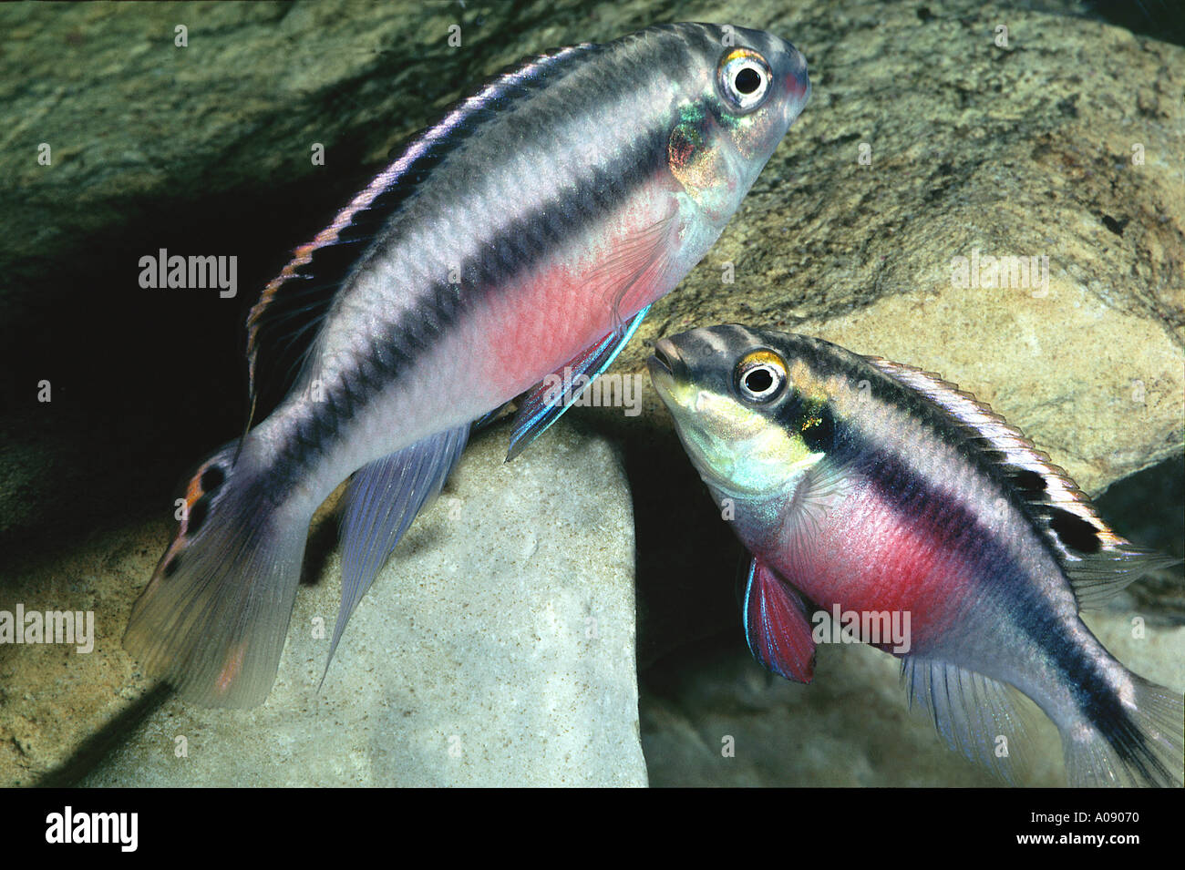 colored perch pair aquarium fish PELVICACHROMIS PULCHER or PELMATOCHROMIS KRIBENSIS Stock Photo