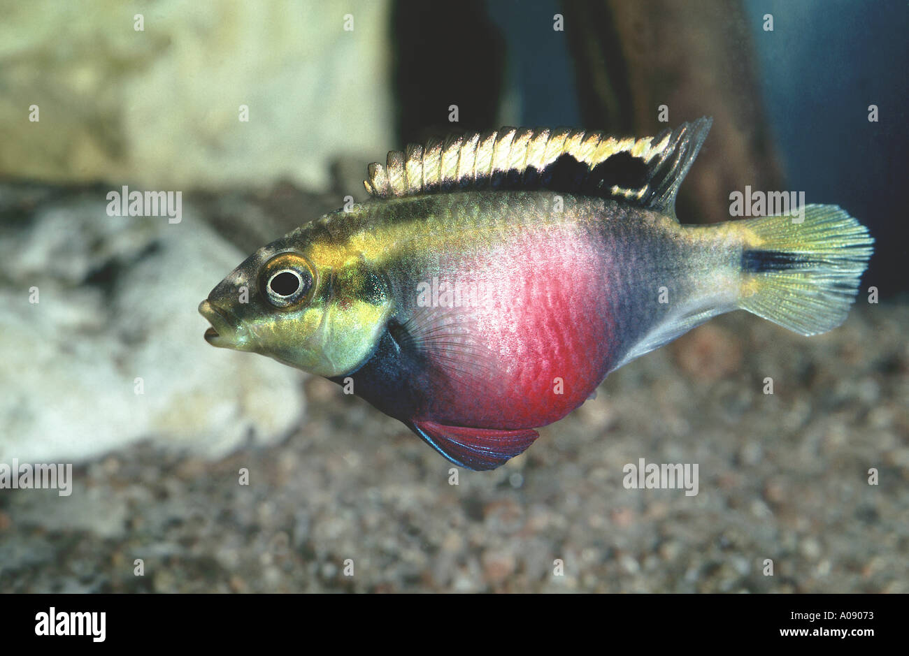 colored perch female spawn ripe impressing and threatening courtship display aquarium fish PELVICACHROMIS PULCHER Stock Photo