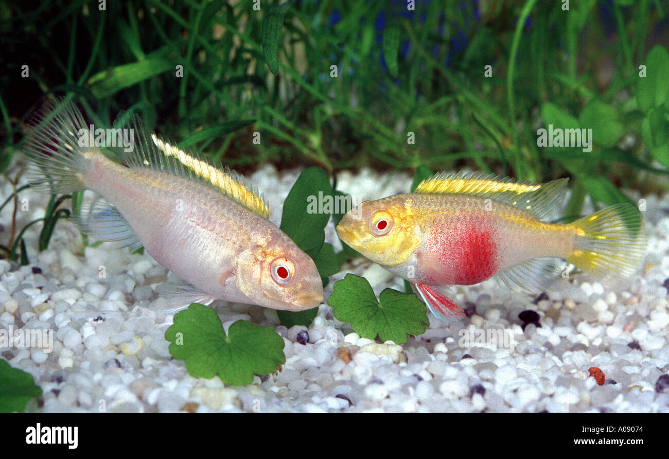 colored perch aquarium fish standard form and albino form PELVICACHROMIS PULCHER or PELMATOCHROMIS KRIBENSIS Stock Photo