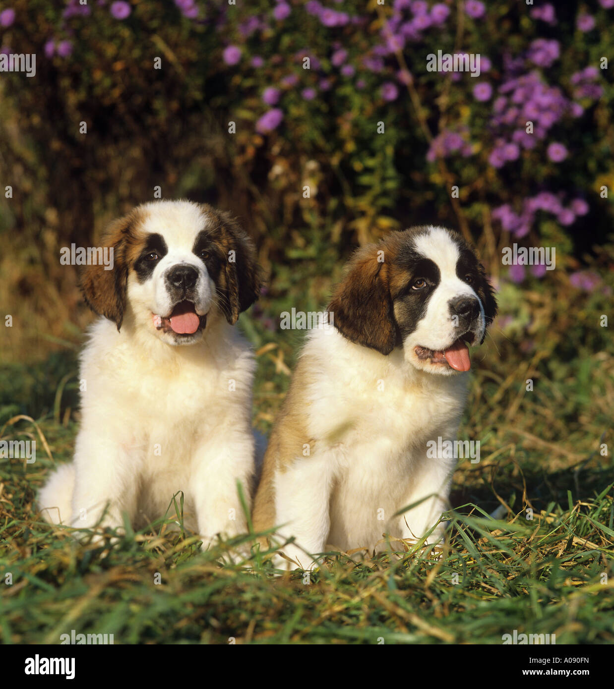 alpine mastiff puppies