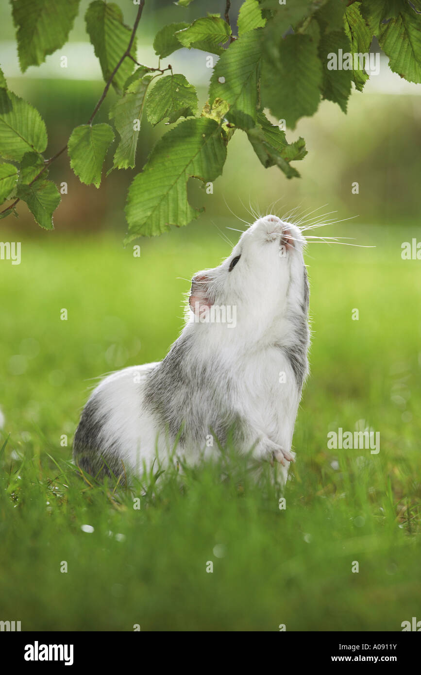 guinea pig on meadow - looking up Stock Photo