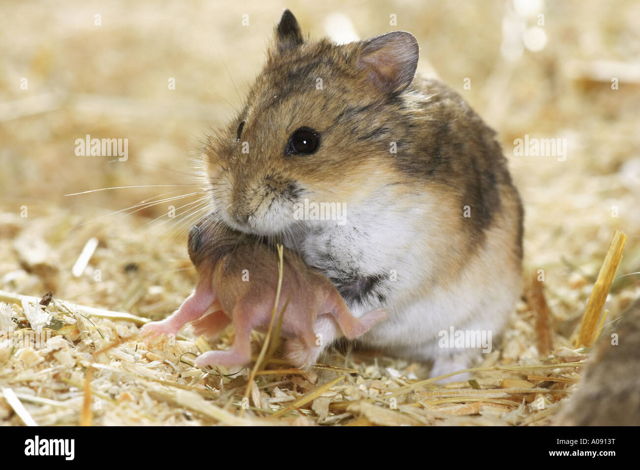 Campbell Dwarf Hamster Eating Peanuts Moss Covered Ground Rodent Has Stock  Photo by ©iwayansumatika 547374476