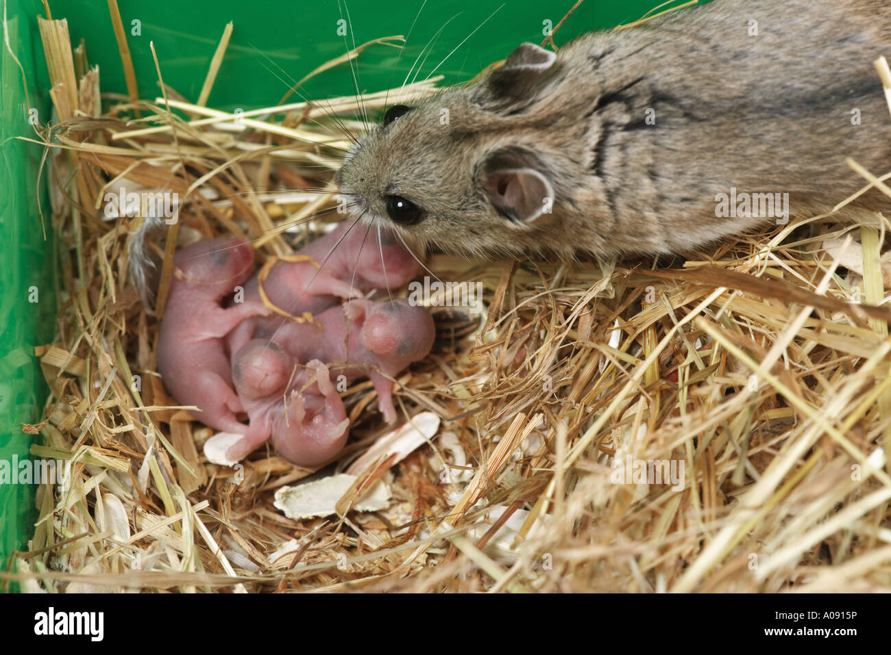 Dwarf Hamster Animal Facts  Cricetulus barabensis - A-Z Animals