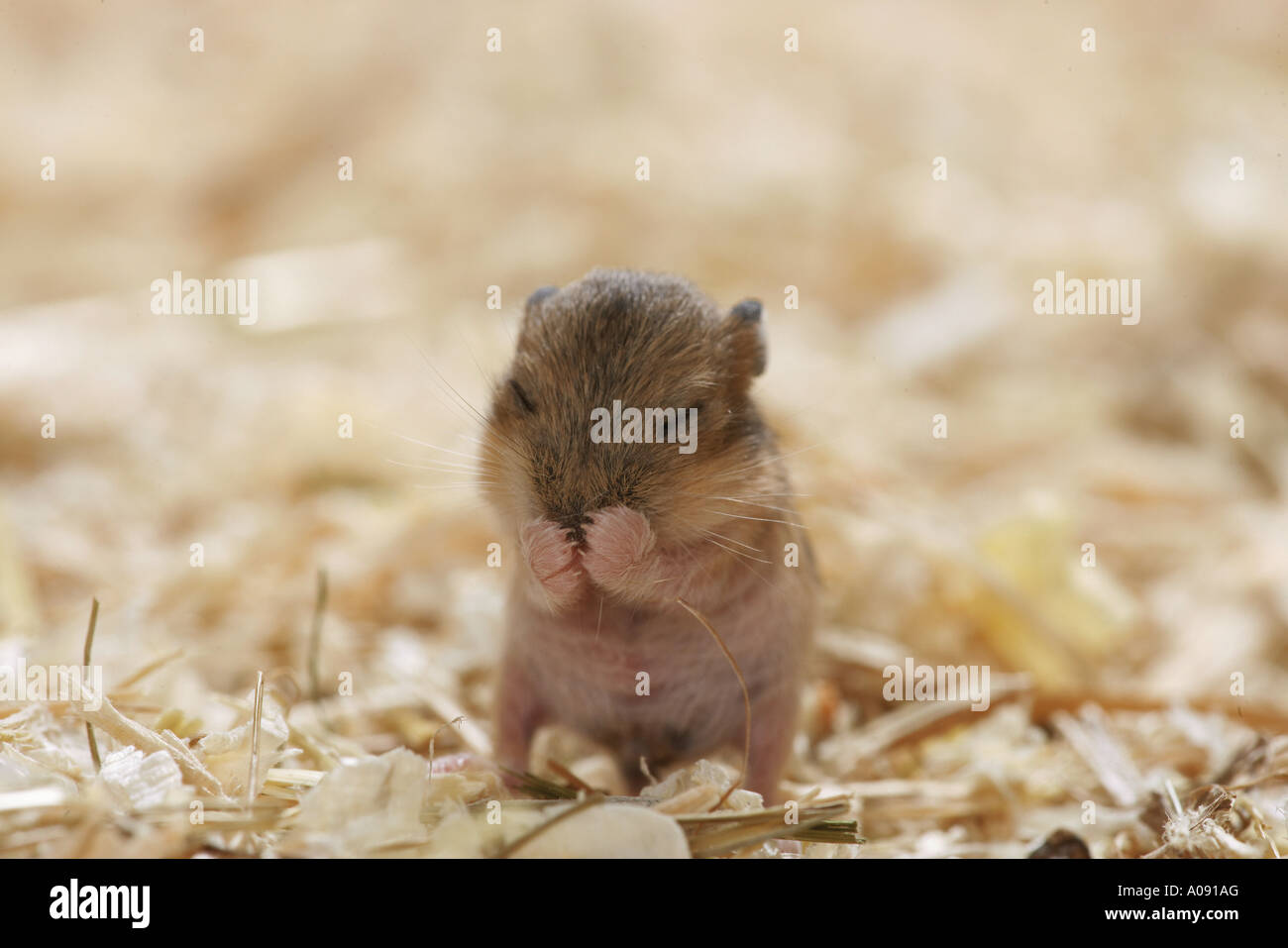Campbell's Dwarf hamster - cub / Phodopus campbelli Stock Photo