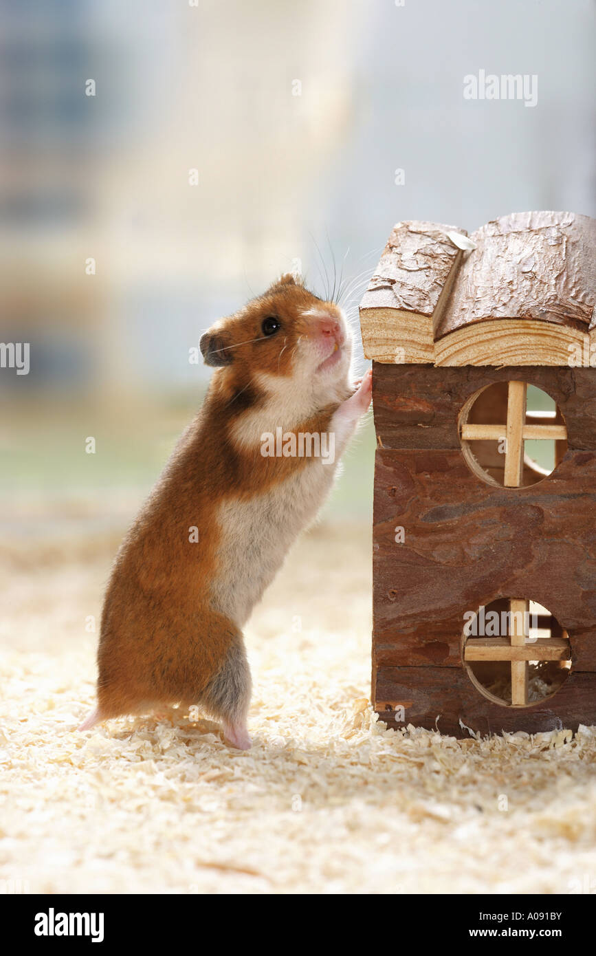 golden hamster - standing / Mesocricetus auratus Stock Photo
