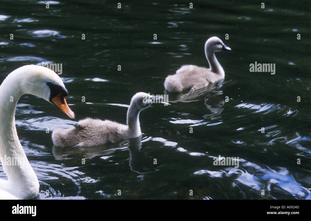Signets Mother Swan Stock Photo - Alamy