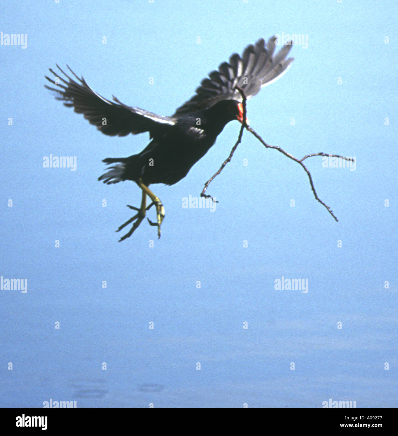 moorhen in flight Stock Photo