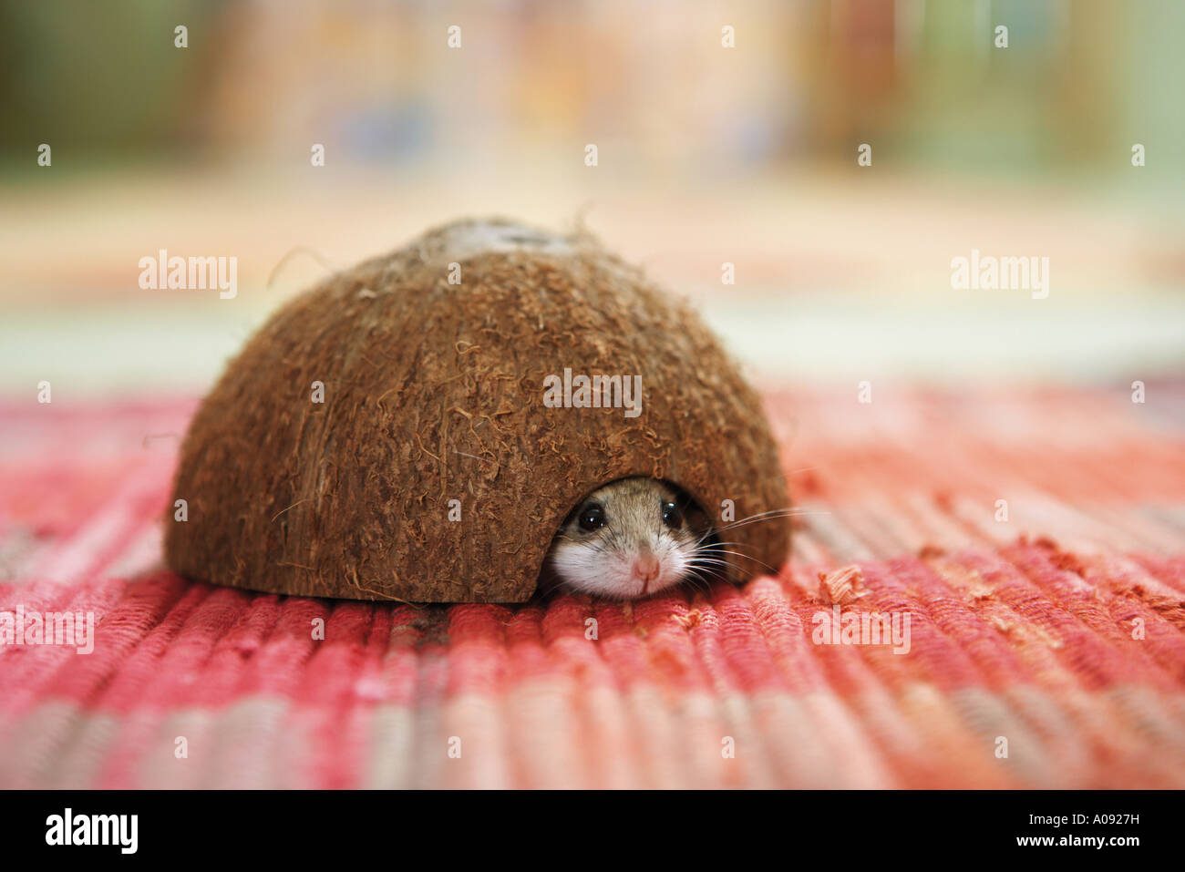 chinese hamster in cavern / Cricetulus griseus Stock Photo