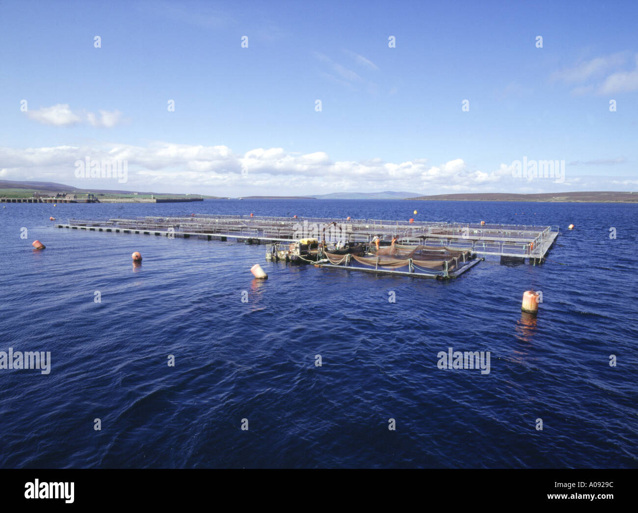 dh Norsea Lyness Fish Farm ORKNEY SALMON UK Metal cages salmon cage Stock Photo