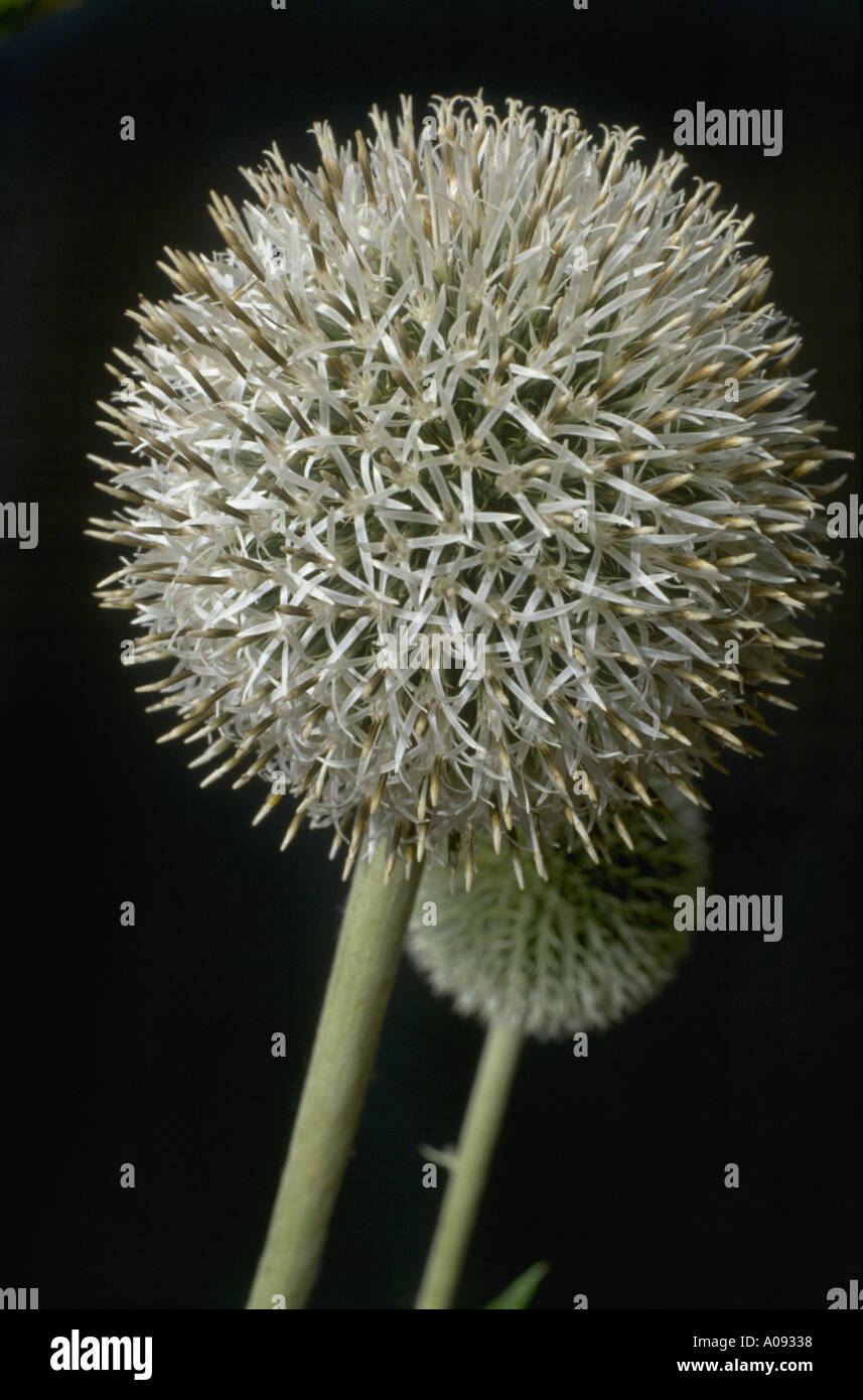 Blossom Thistle Bluete Kugeldistel Stock Photo