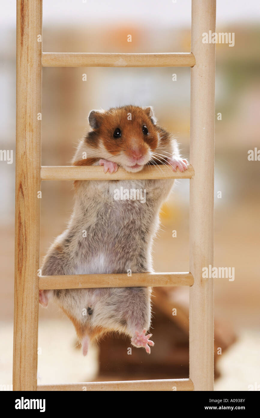 golden hamster climbing on ladder / Mesocricetus auratus Stock Photo