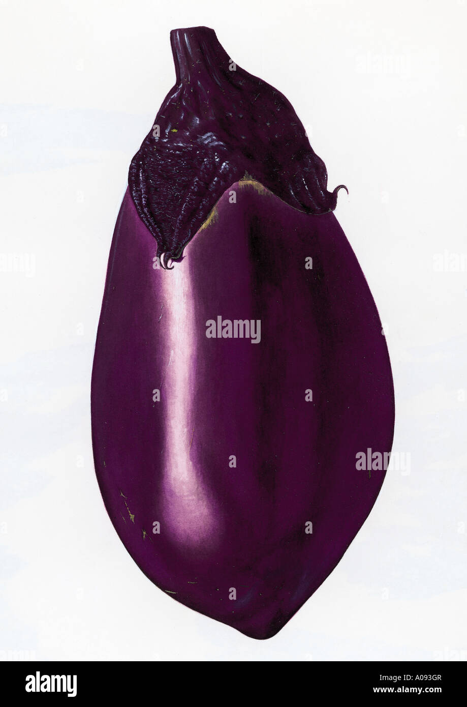 Illustration of Eggplant Stock Photo Alamy